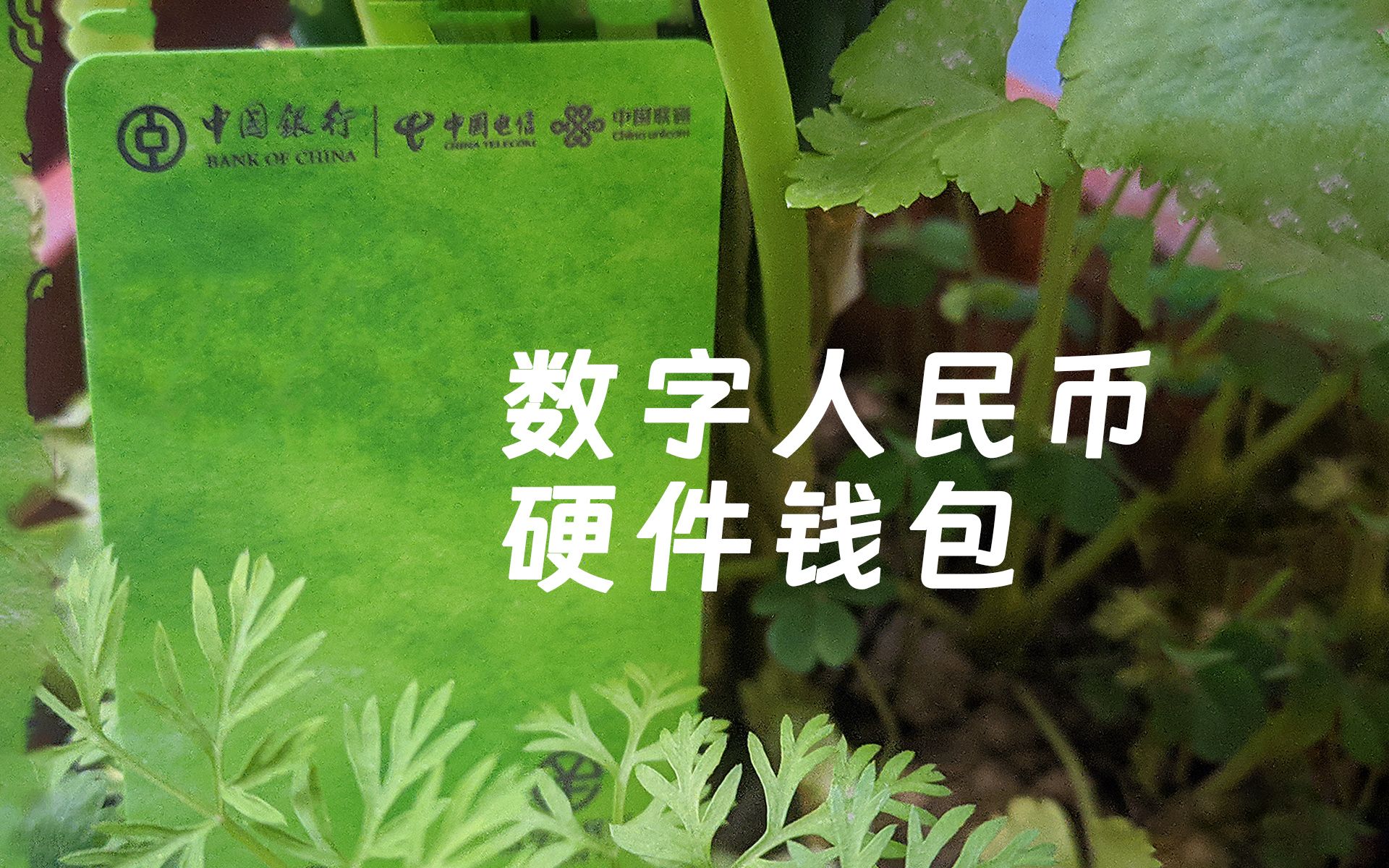 tp钱包买dog-用 TP 钱包买 DOG：数字货币世界的冒